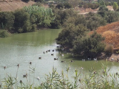 В Малаге и Севилье временно закрыты парки из за гибели птиц