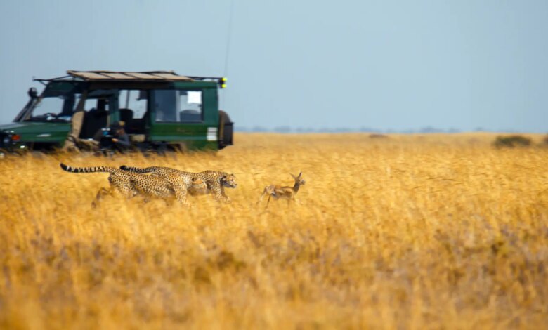 Speed of Modern Cars in Spain Compared to Animals