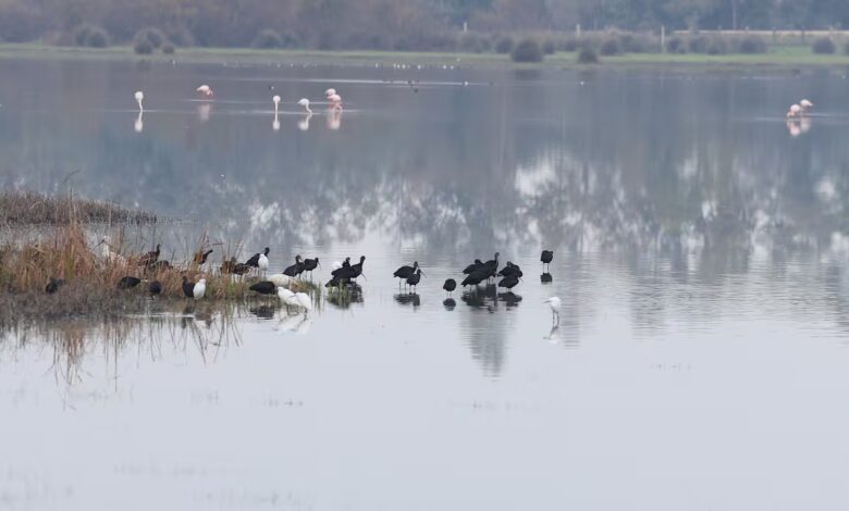В Андалусии усилили меры из-за новых случаев птичьего гриппа в Доньяне