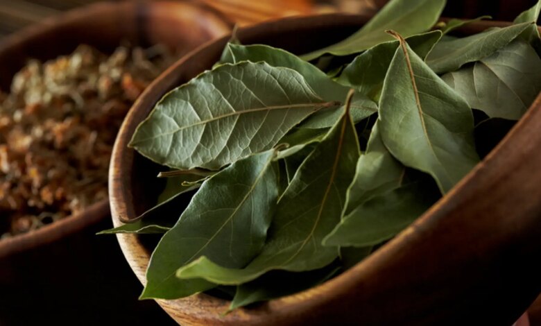 Spanish Drivers Choose Bay Leaves for Car Trips