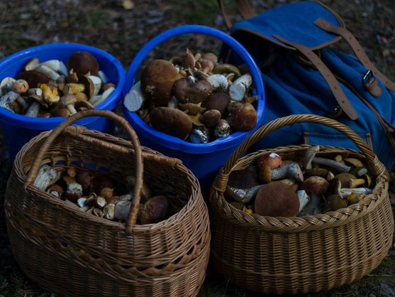 Where to Find the Best Mushrooms in Andalusia This Autumn in the Jaén Mountains