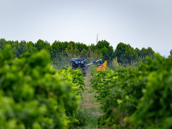 Урожай винограда в Андалусии в 2025 году оказался под угрозой