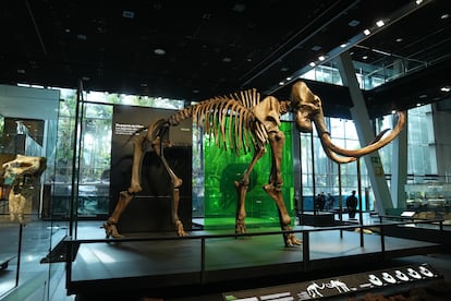 A Unique Mammoth Arrives in Barcelona: CosmoCaixa Adds a Rare Exhibit to Its Collection