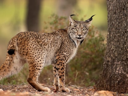 Por primera vez graban en Andalucía a un lince ibérico blanco con un pelaje enigmático
