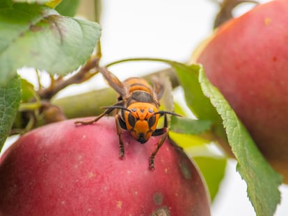 Tres personas mueren en Galicia en dos semanas por picaduras de avispas asiáticas