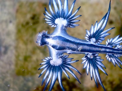 Por primera vez en Cataluña estudiarán al dragón tóxico Glaucus para la medicina