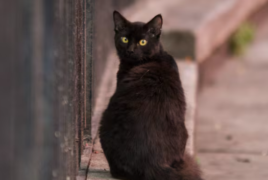 Terrassa Suspends Black Cat Adoptions Until November Due to Halloween