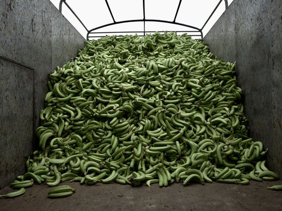 Canarian Farmers Concerned Over New Spain-Ecuador Agricultural Agreement