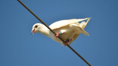 Как внутреннее ухо голубей помогает им ориентироваться на огромные расстояния