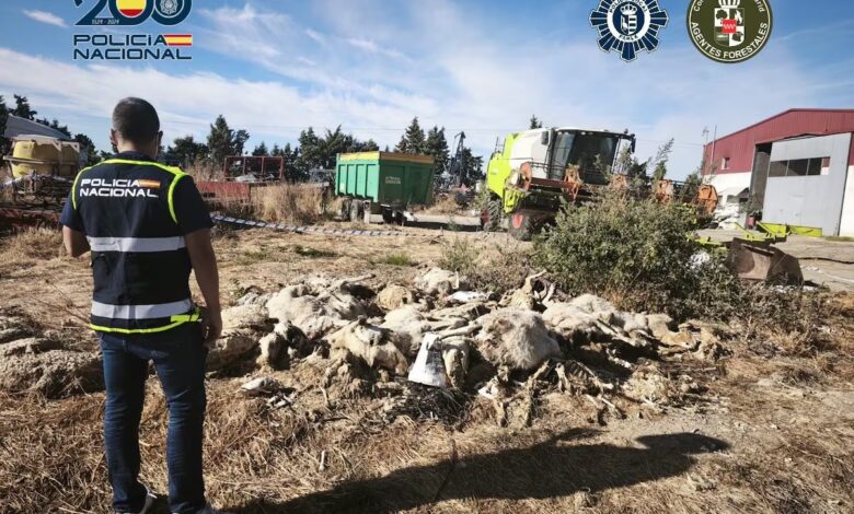 В Парле задержан владелец фермы после гибели 50 овец из-за жестокого обращения