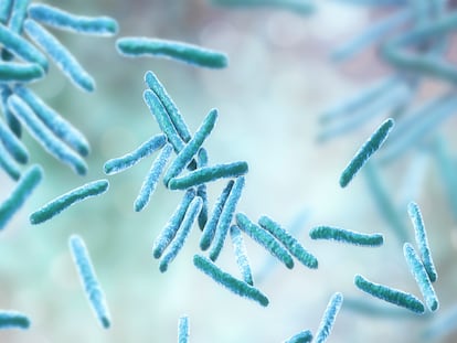 En Barcelona investigan un brote de tuberculosis entre los obreros del Camp Nou