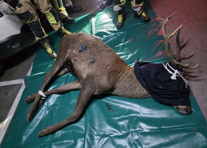 В центре Саморы дикий олень устроил переполох и оказался в подземном паркинге