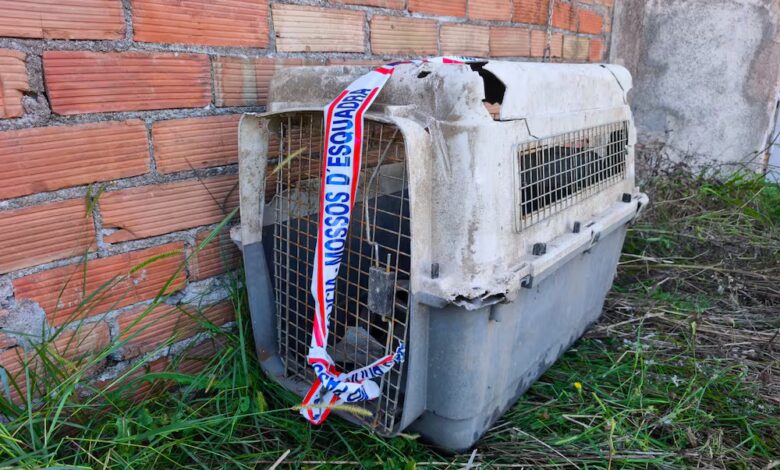 В Жироне задержан мужчина за жестокое убийство собаки и попытку скрыть следы