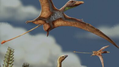 Как мозг птерозавров и птиц эволюционировал для полета по разным сценариям