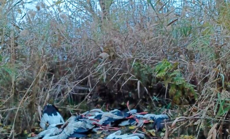 En Madrid hallan más de 450 cigüeñas muertas en tres días cerca del río Manzanares