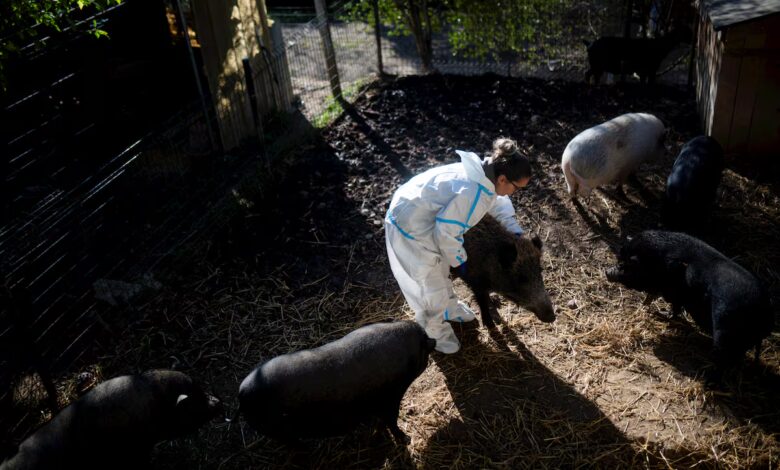Catalan Authorities Launch Major Plan to Protect Pig Farming from New Threats