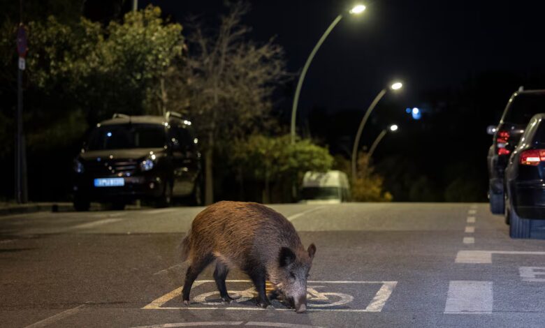Caída de los precios del cerdo en España tras el brote de peste porcina africana en Cataluña