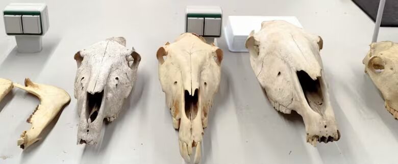 Oldest Mule in Europe and Western Mediterranean Discovered in Catalonia