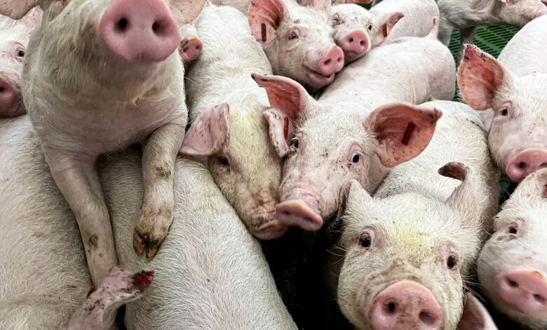 Pork Prices Continue to Fall in Catalonia After Swine Fever Outbreak