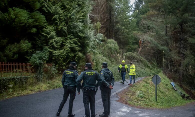 Valladolid forest owner accused of mass logging without a permit