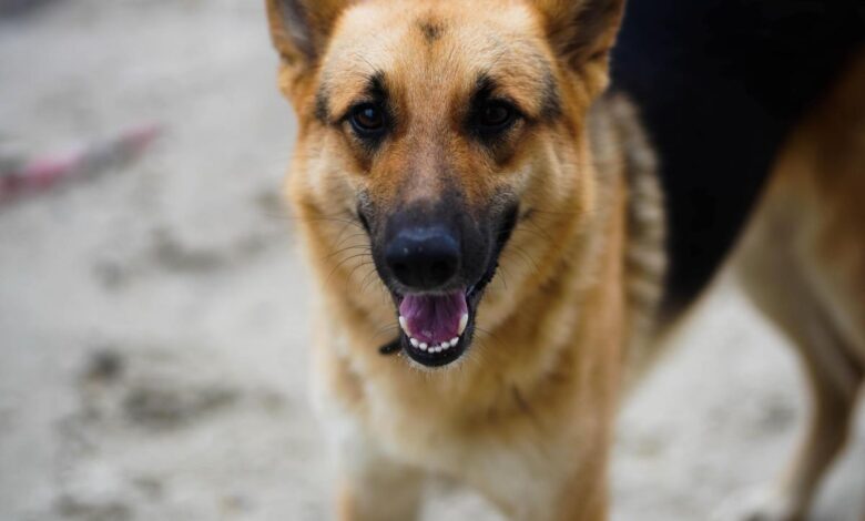 Old Dog from France Urgently Seeks Home After a Life in a Warehouse