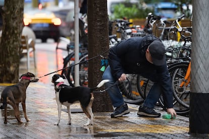 Barcelona to fine residents for not washing away dog urine — what will change