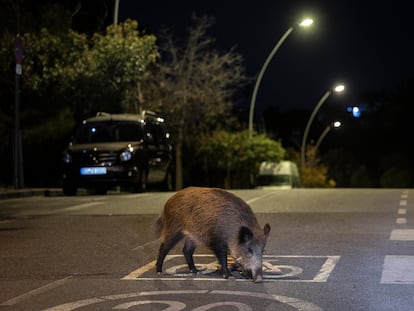 Brote de peste porcina africana entre jabalíes amenaza se expande más allá de Catalunya