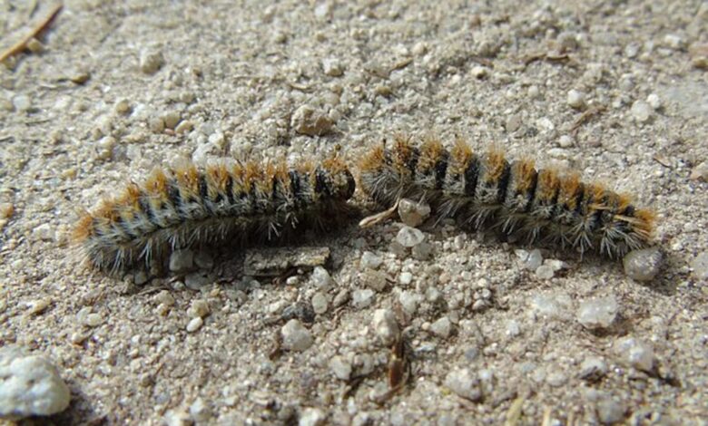 Неожиданный союз: как хищники помогают сдерживать нашествие гусениц в Испании