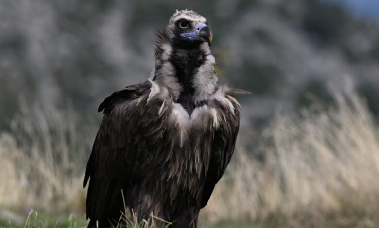 Две трети черных грифов в Boumort появились на свет в самой колонии