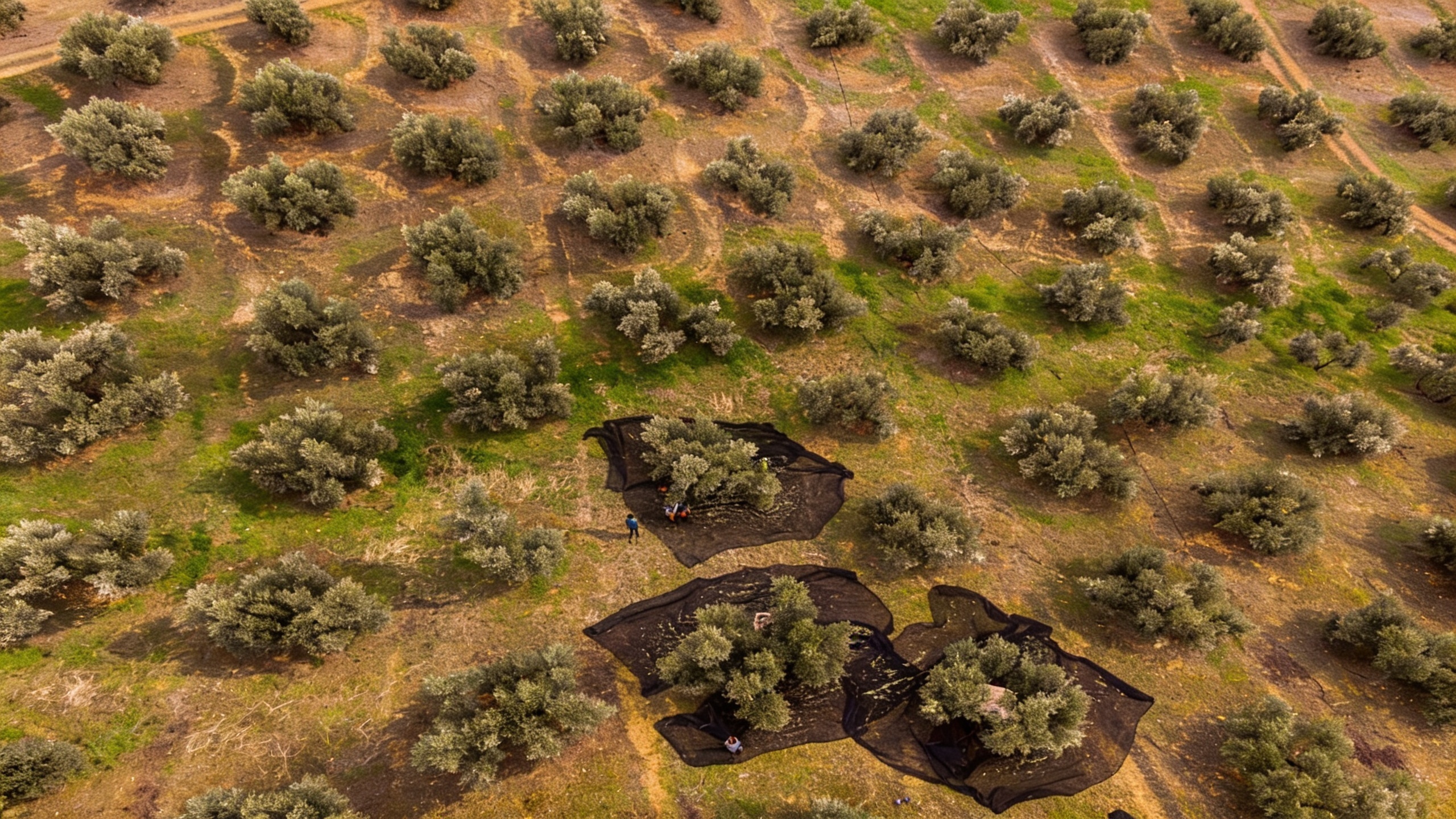 Spain Launches Mass Legalization of 200,000 Migrants in the Agricultural Sector