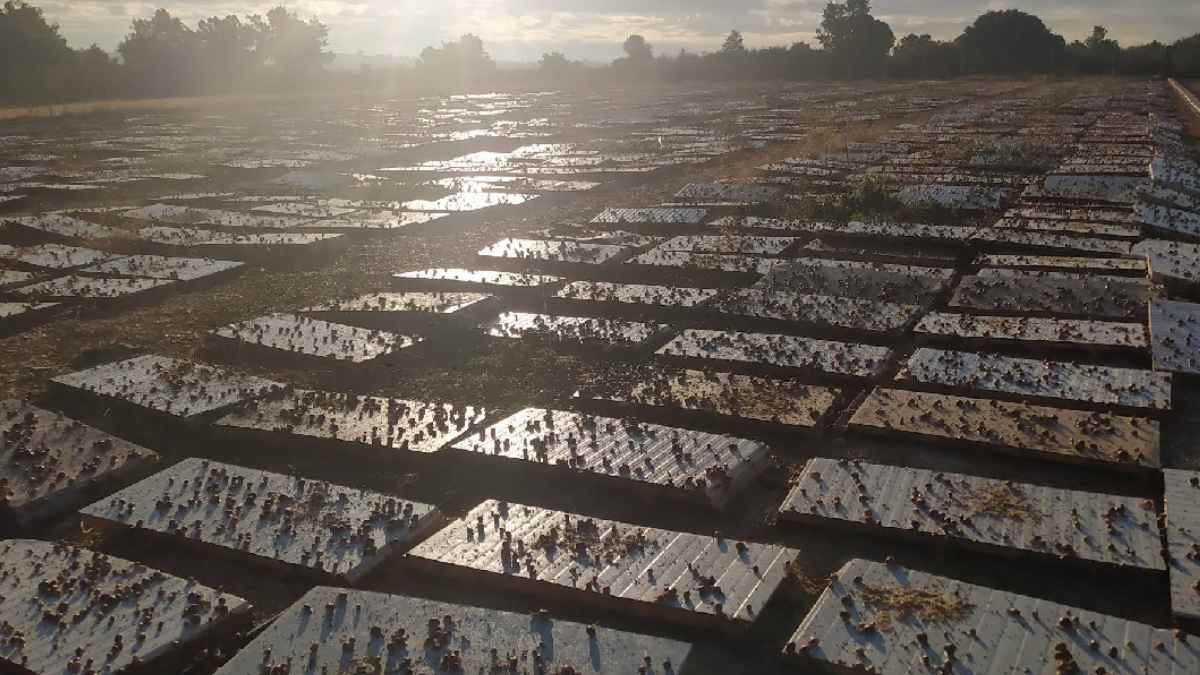 How Fonfría Became a Gastronomic Hotspot in Spain